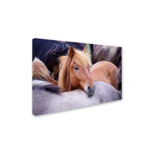 Robert Harding Picture Library 'Horses 1' Canvas Art,22x32